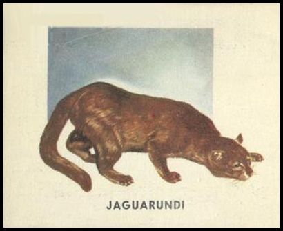 180 Jaguarundi